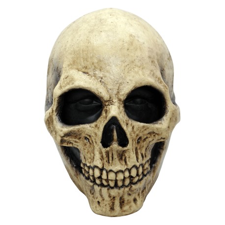Bone skull