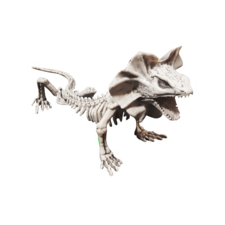 Lizard skeleton