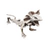 Lizard skeleton