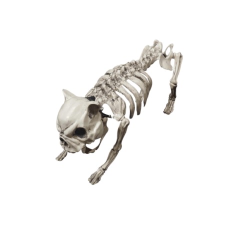 Dog skeleton