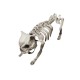 Dog skeleton