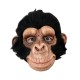 Chimp George