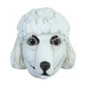 French poodle
