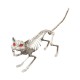 Animated cat skeleton