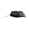 Rats