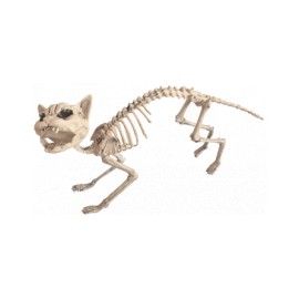 Esqueleto de gato