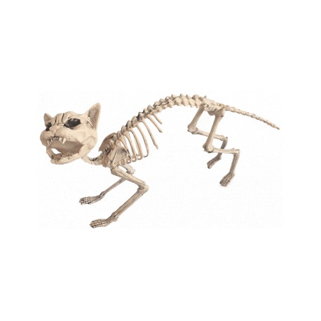 Esqueleto de gato