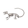 Rat skeleton