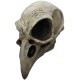 Crow Skull